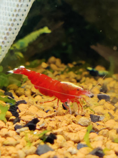 Tragende Red Ruby Extreme-Skunk / Full Red Garnele Caridina