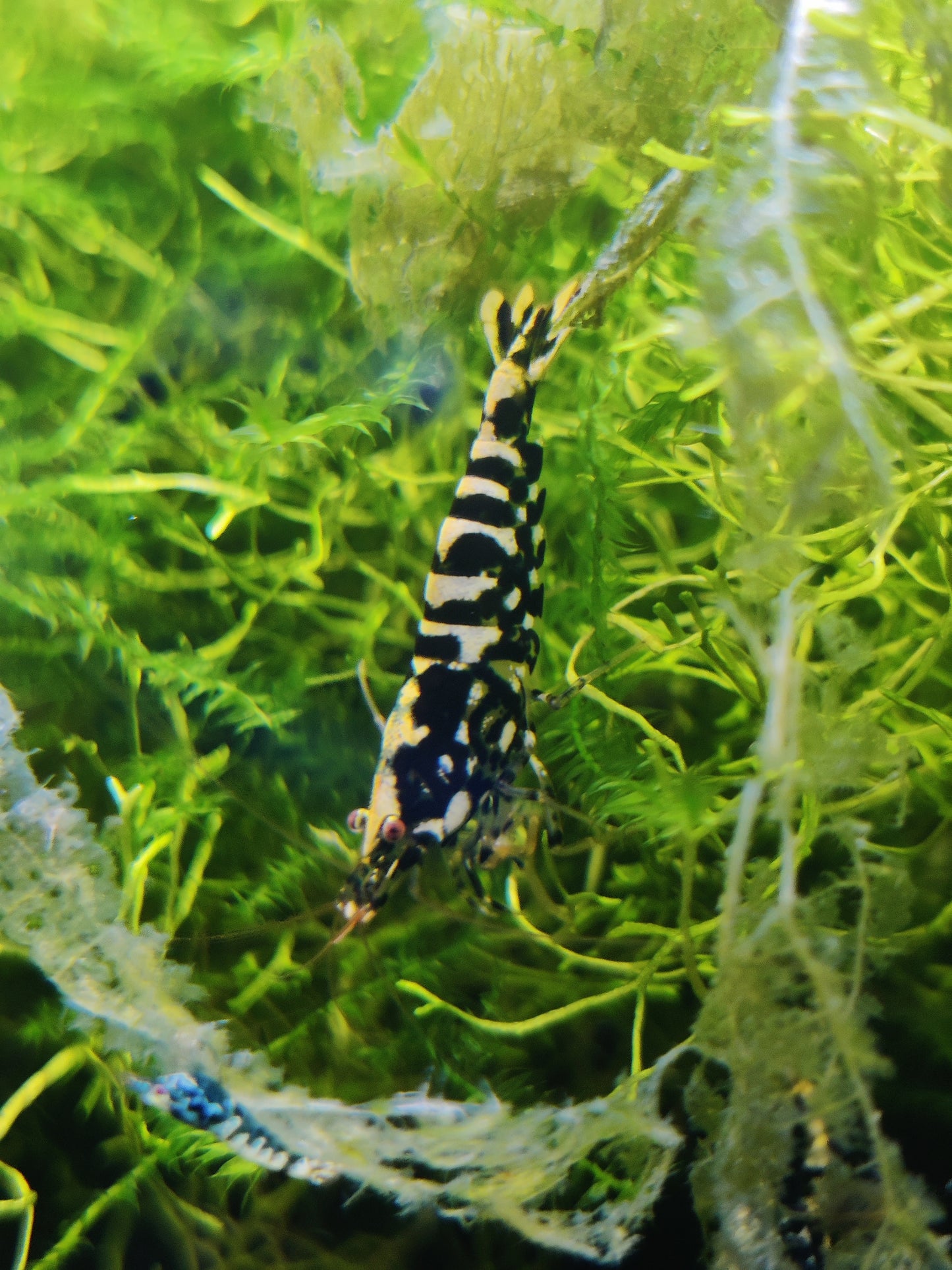 Black Galaxy Snowflake Zwerggarnele - Caridina