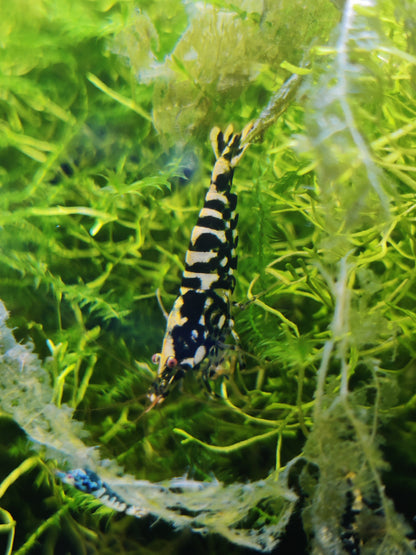 Black Galaxy Snowflake Zwerggarnele - Caridina