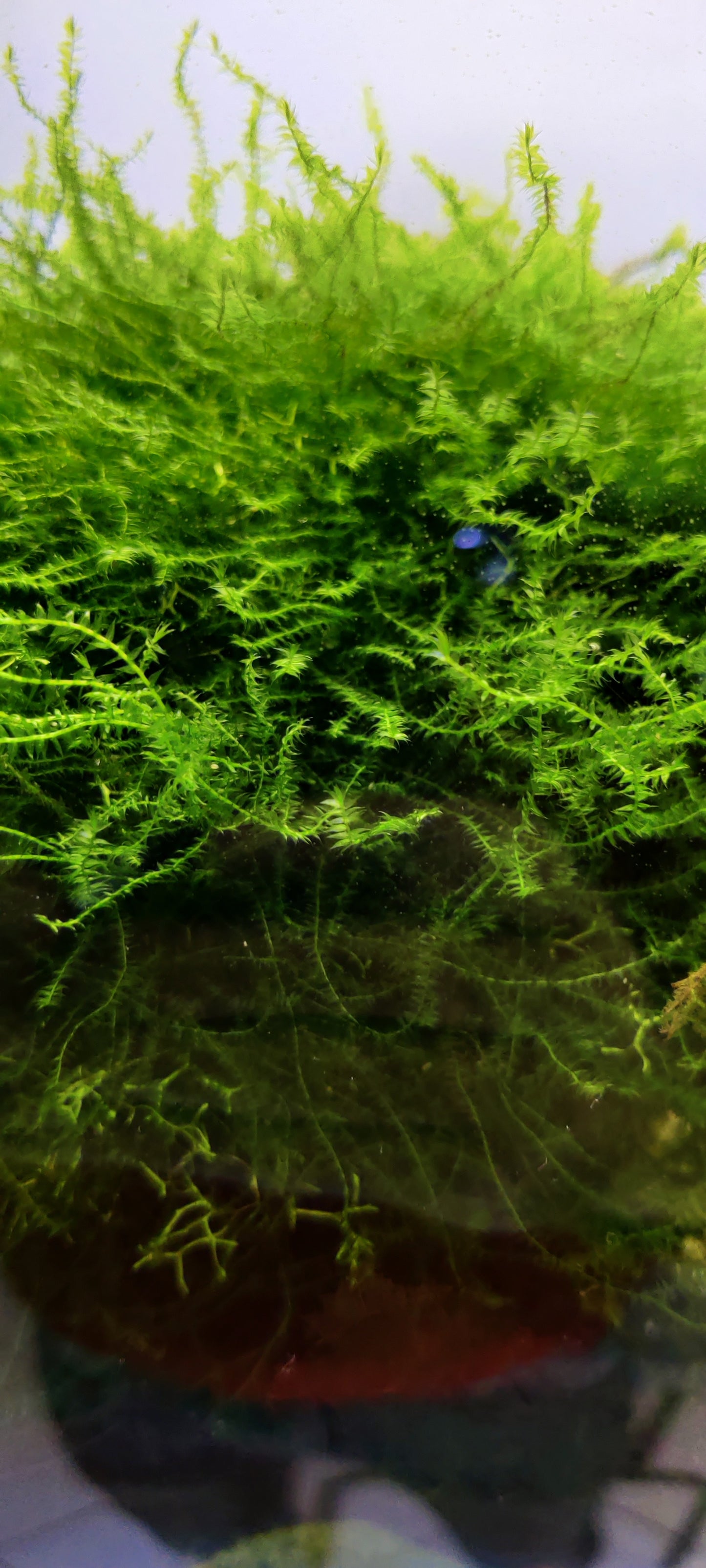 Weeping Moos - Vesicularia ferriei