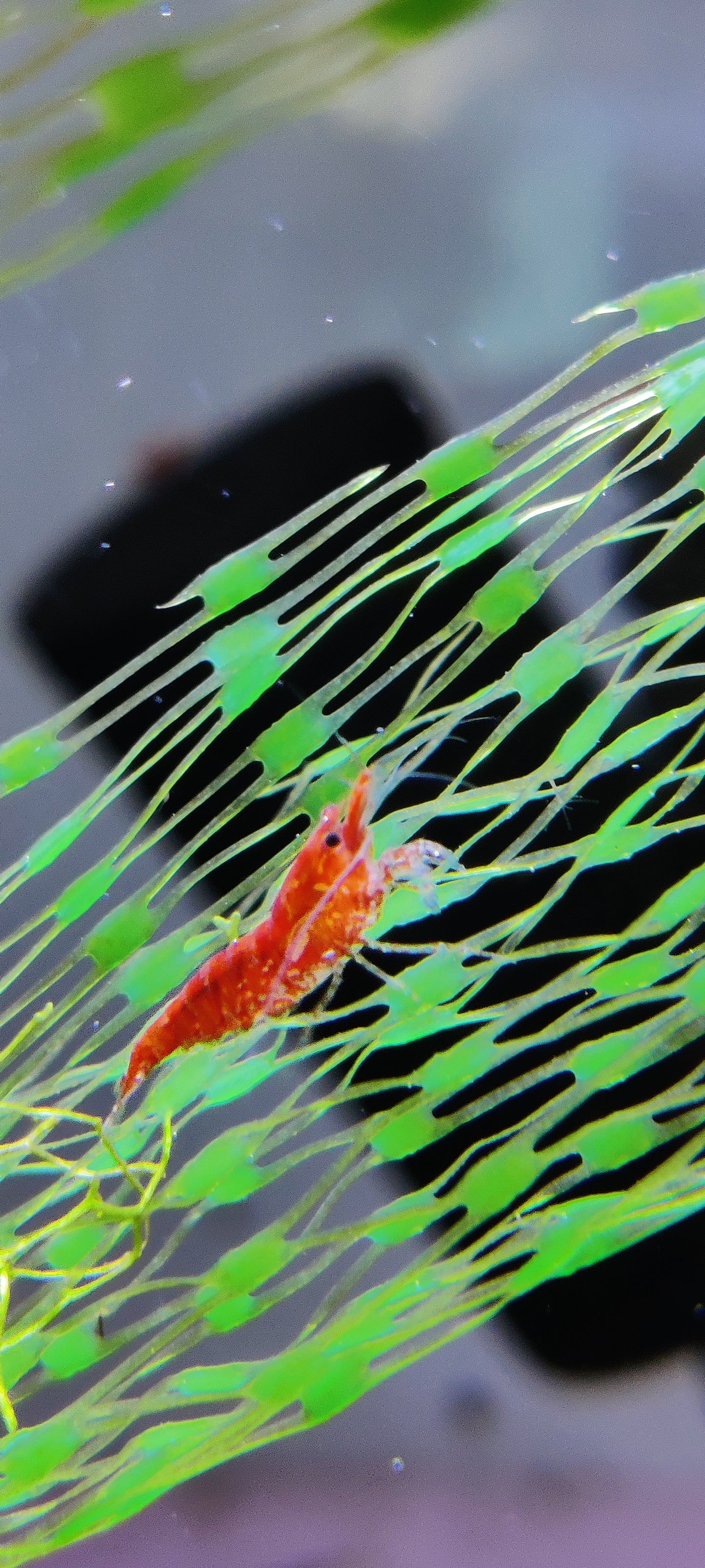 Red Fire Garnele (Neocaridina davidi)