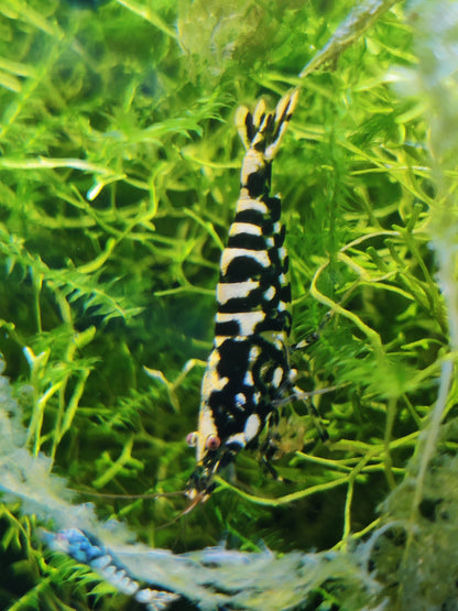 Black Galaxy Snowflake Zwerggarnele - Caridina