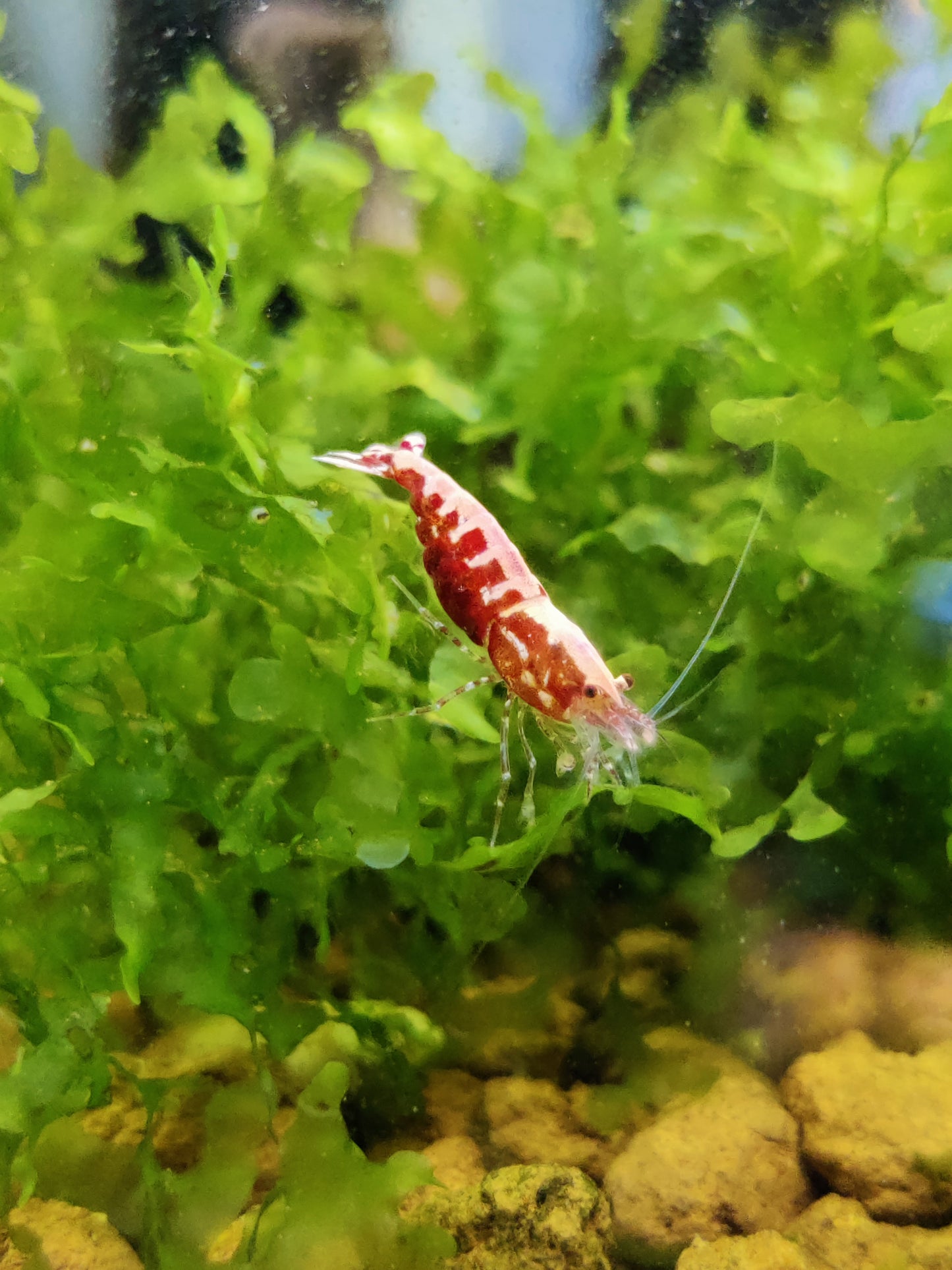 Tragende Red Pinto Galaxy Fischbone – Auffällige Caridina mit besonderer Zeichnung