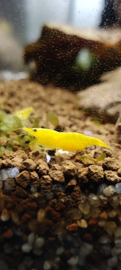 Bunter Garnelenmix - Ideal für Einsteiger - Neocaridina (Bloody Mary,Yellow Fire,Red Rili, White Pearl,Blue Rili,)