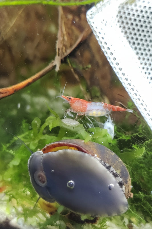 Tragende Red Rili Garnelen (Neocaridina davidi)