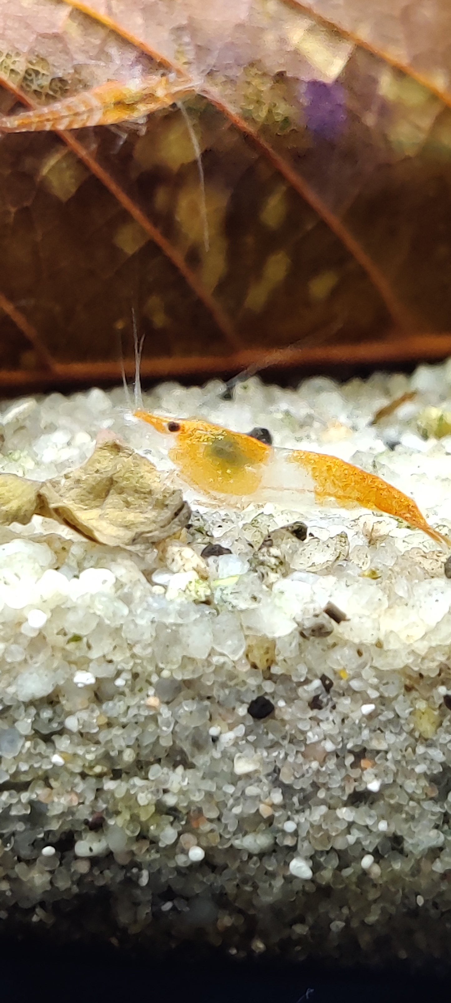 Orange Rili Garnelen - Neocaridina davidi