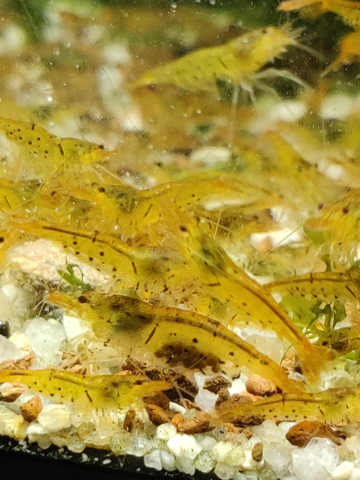 Tragende Goldene Tigergarnele