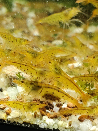 Tragende Goldene Tigergarnele