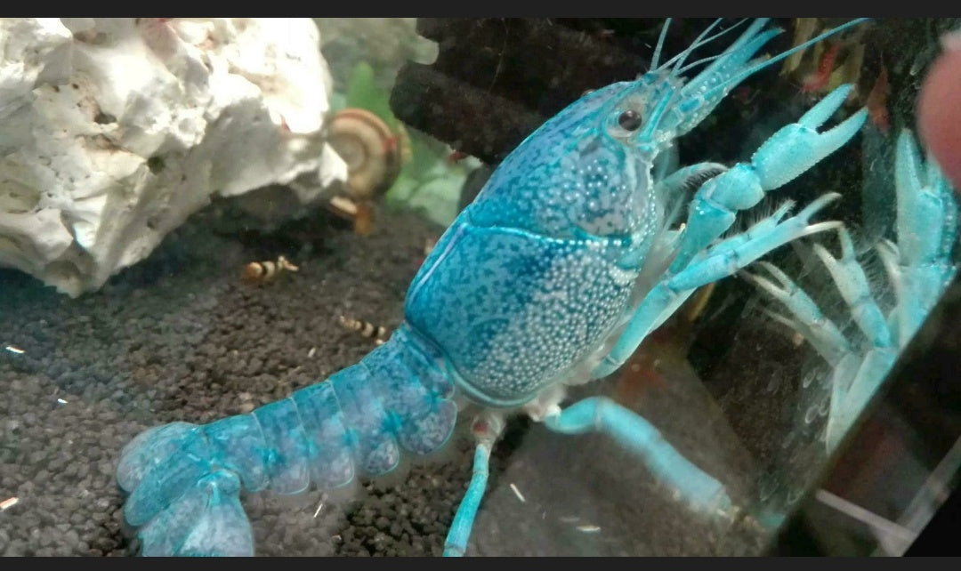 5 Blauer Floridakrebs - Procambarus alleni