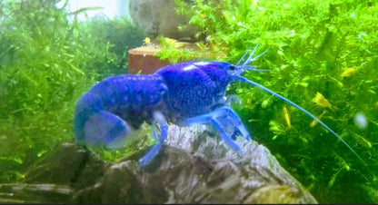 5 Blauer Floridakrebs - Procambarus alleni