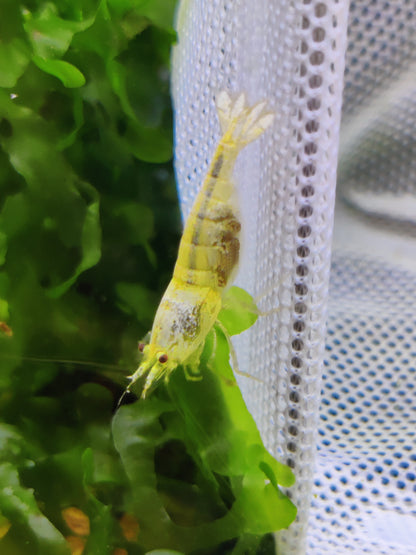 Tragende Golden Bee Garnelen (Caridina logemanni)