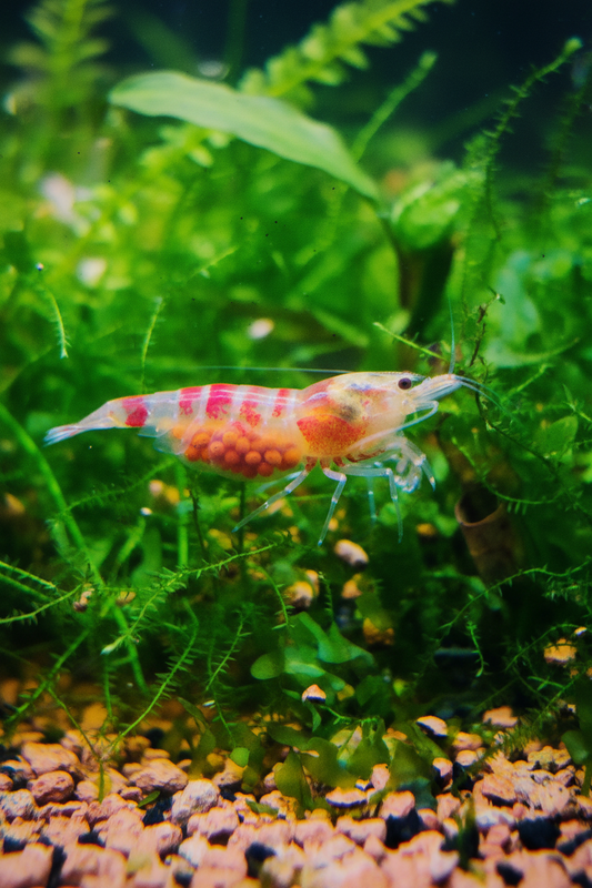 Tragende Golden Dragon Bee / Red Calceo Bee - Cardidina