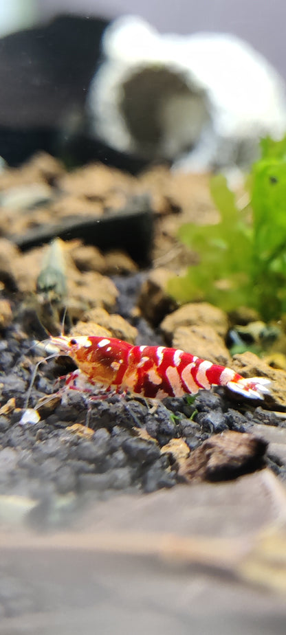 Tragende Fancy Tigergarnelen - Rot und Schwarz - Caridina - 1 Stück