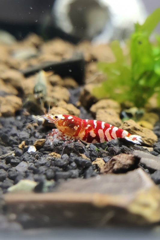 Tragende Fancy Tigergarnelen - Rot /Schwarz Caridina