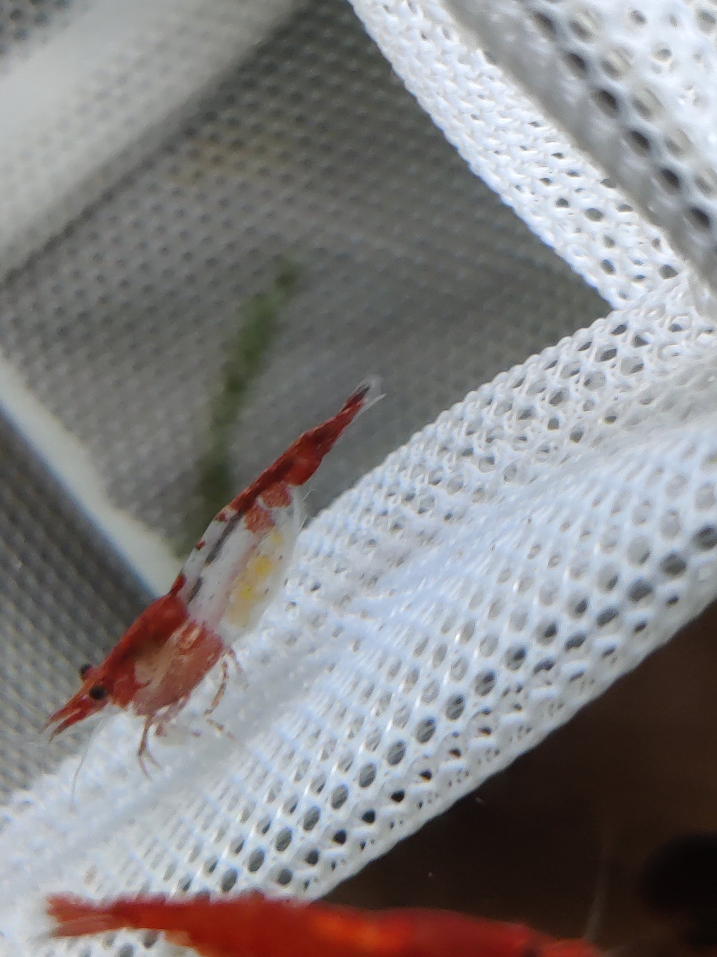 Tragende Red Rili Garnelen (Neocaridina davidi)