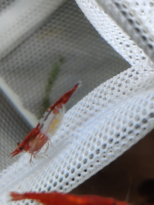 Tragende Red Rili Garnelen (Neocaridina davidi)