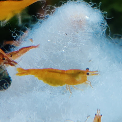 Tragende Orange Sakura Garnelen - Neocaridina