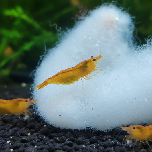 Tragende Orange Sakura Garnelen - Neocaridina