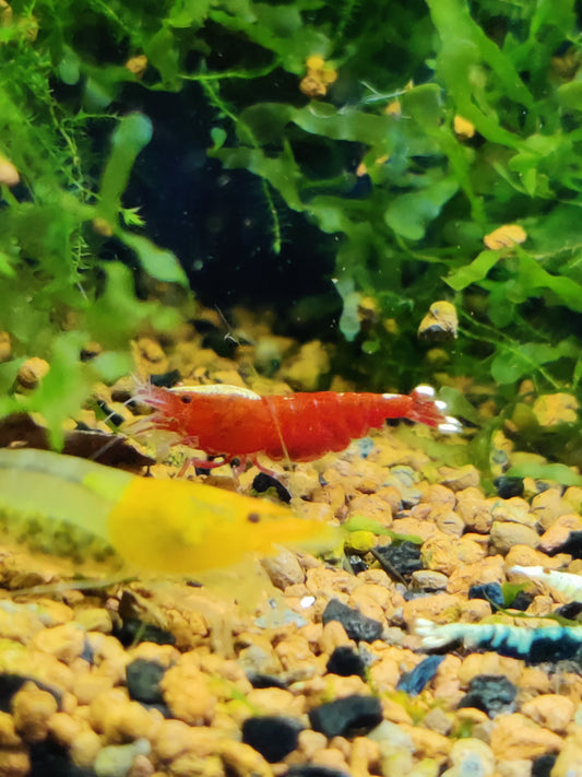 Tragende Red Ruby Extreme-Skunk / Full Red Garnele Caridina