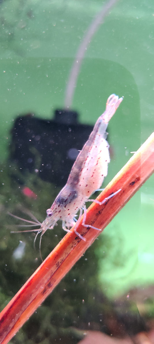 Amano Garnelen - Caridina multidentata - 5 Stück