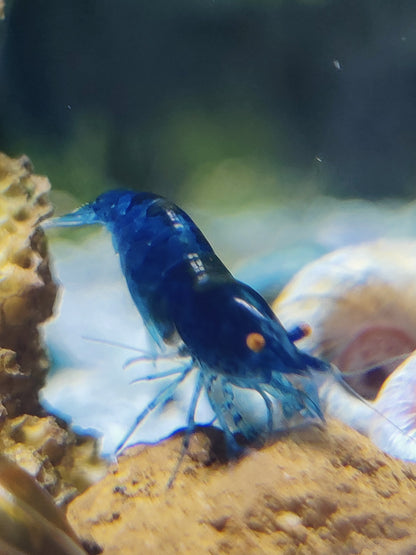 Tragende Blue Dream Orange Eyes (OE) Garnelen - Neocaridina