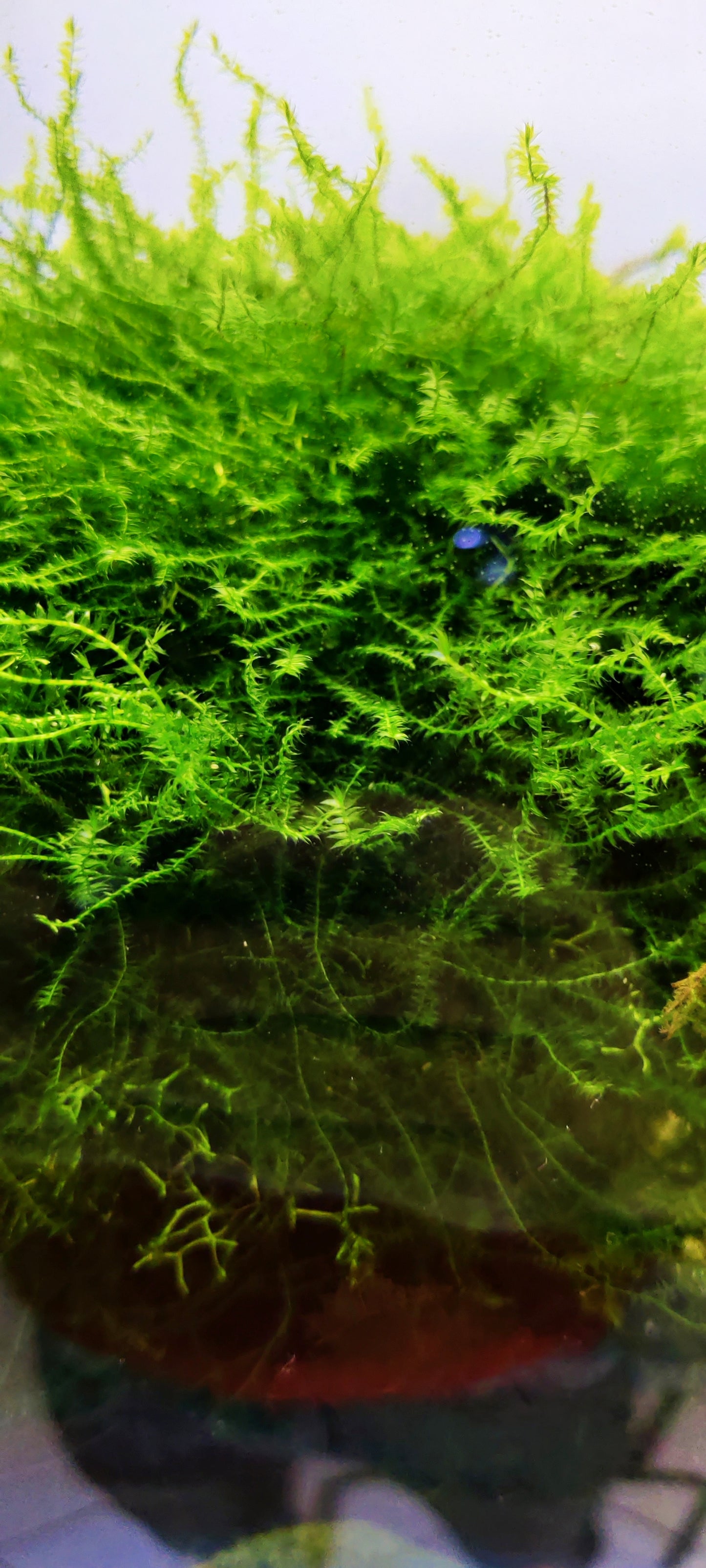 Weeping Moos - Vesicularia ferriei