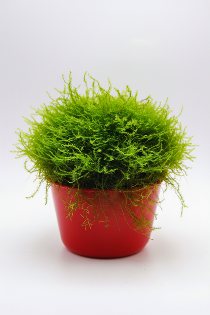 Weeping Moos - Vesicularia ferriei