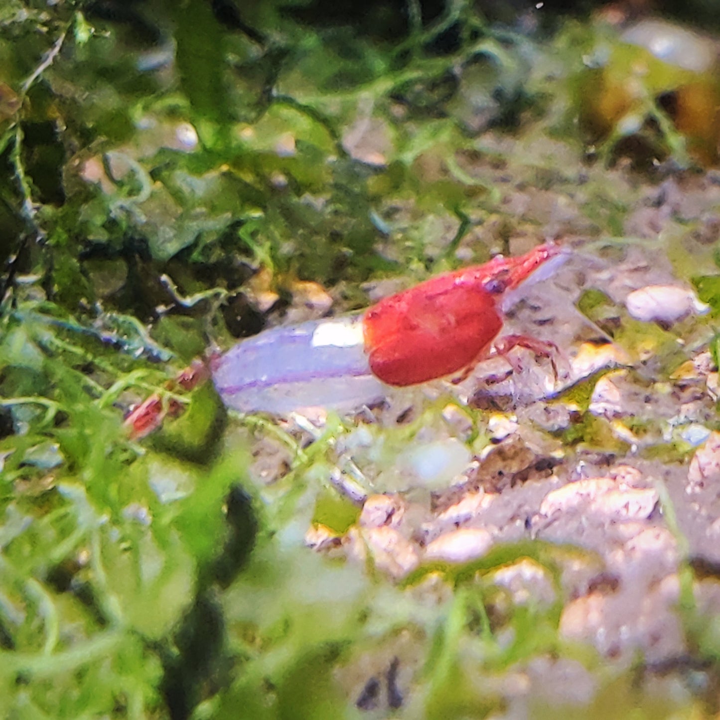 Bunter Garnelenmix - Ideal für Einsteiger - Neocaridina (Bloody Mary,Yellow Fire,Red Rili, White Pearl,Blue Rili,)