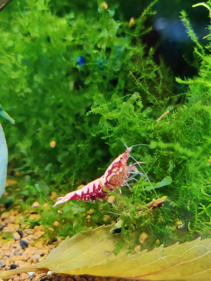 Red Boa Garnele kaufen – Caridina Hochzucht | Garnelenglück