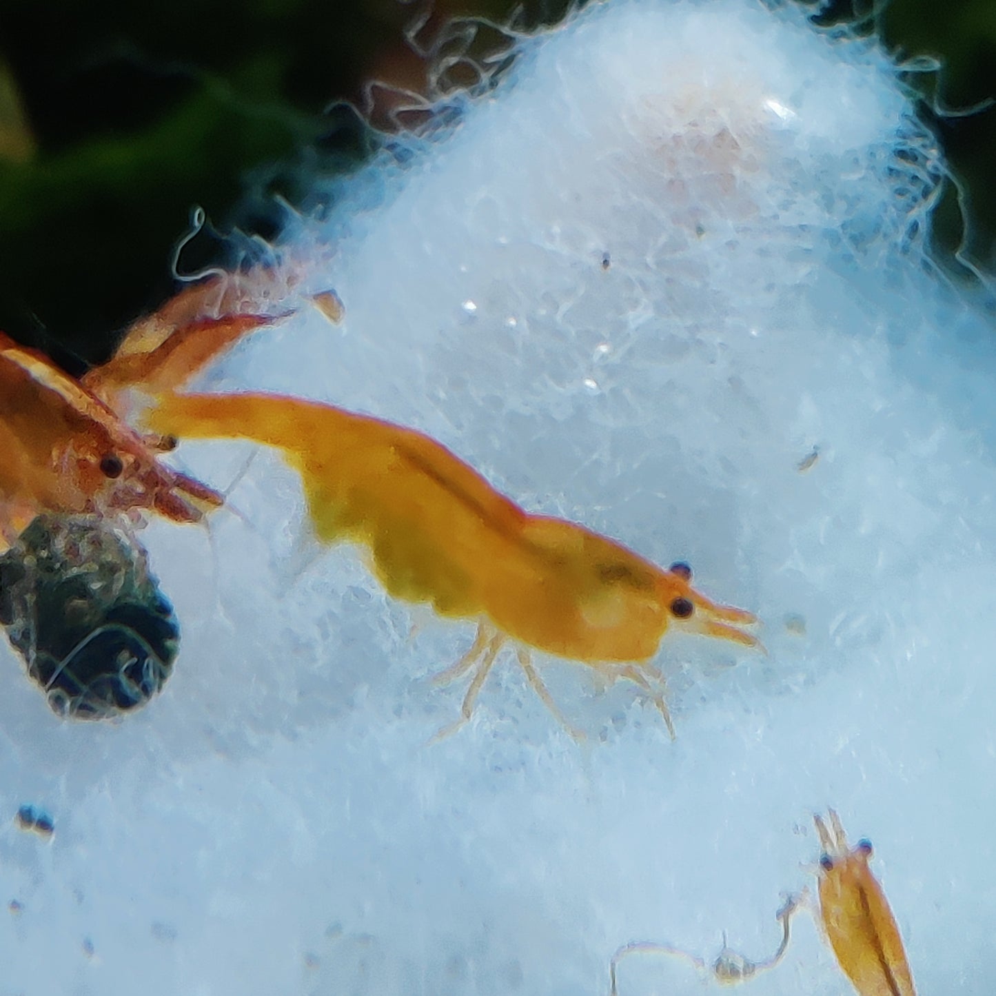Tragende Orange Sakura Garnelen - Neocaridina