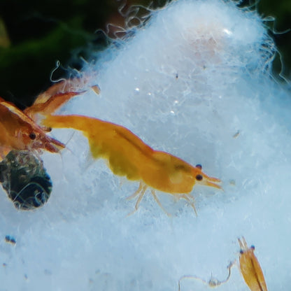 Tragende Orange Sakura Garnelen - Neocaridina