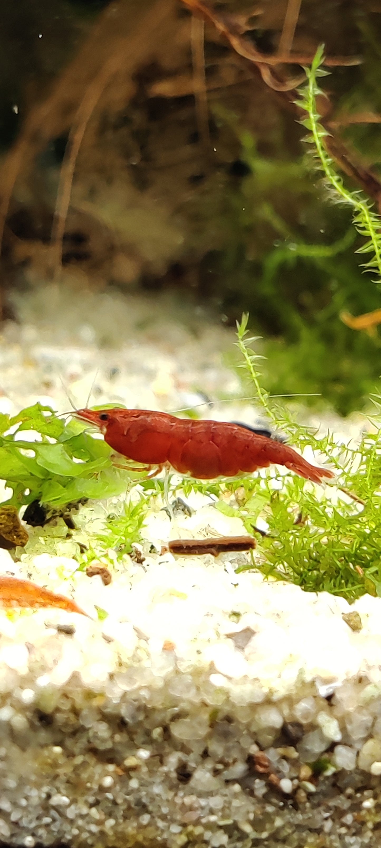 Tragende Bloody Mary Sakura Garnelen - Neocaridina