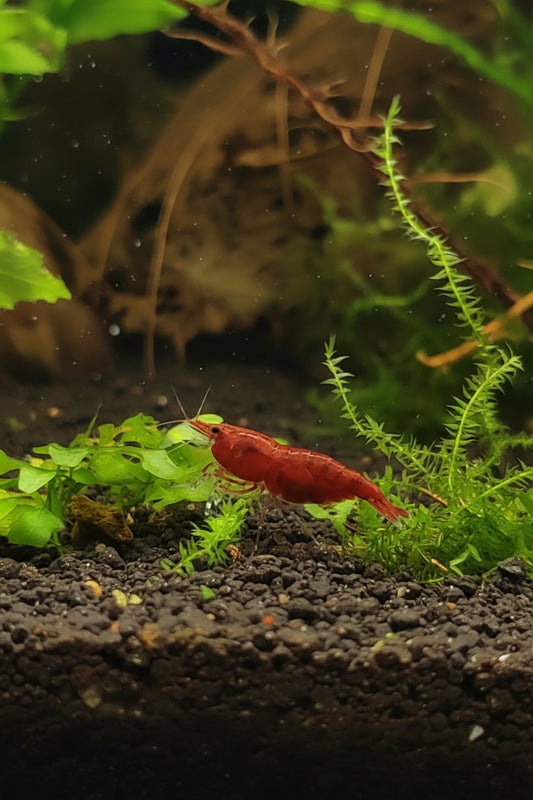 Tragende Bloody Mary Sakura Garnelen - Neocaridina