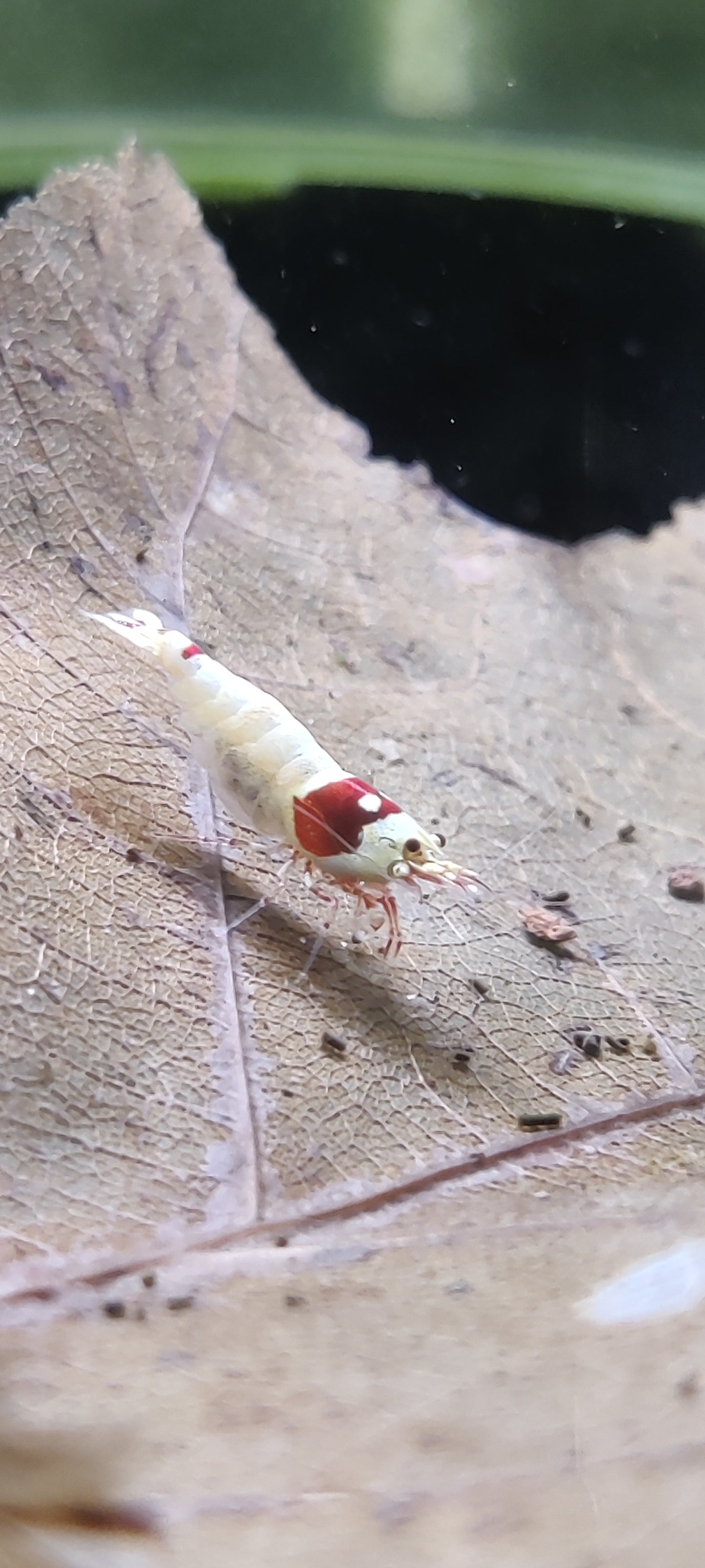 Tragende PRL Red Bee Garnelen - Pure Red Line - Caridina