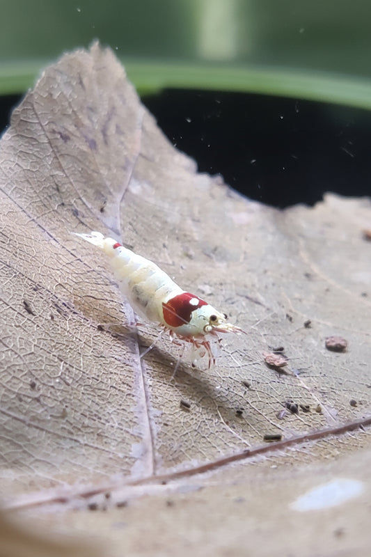 Tragende PRL Red Bee Garnelen - Pure Red Line - Caridina