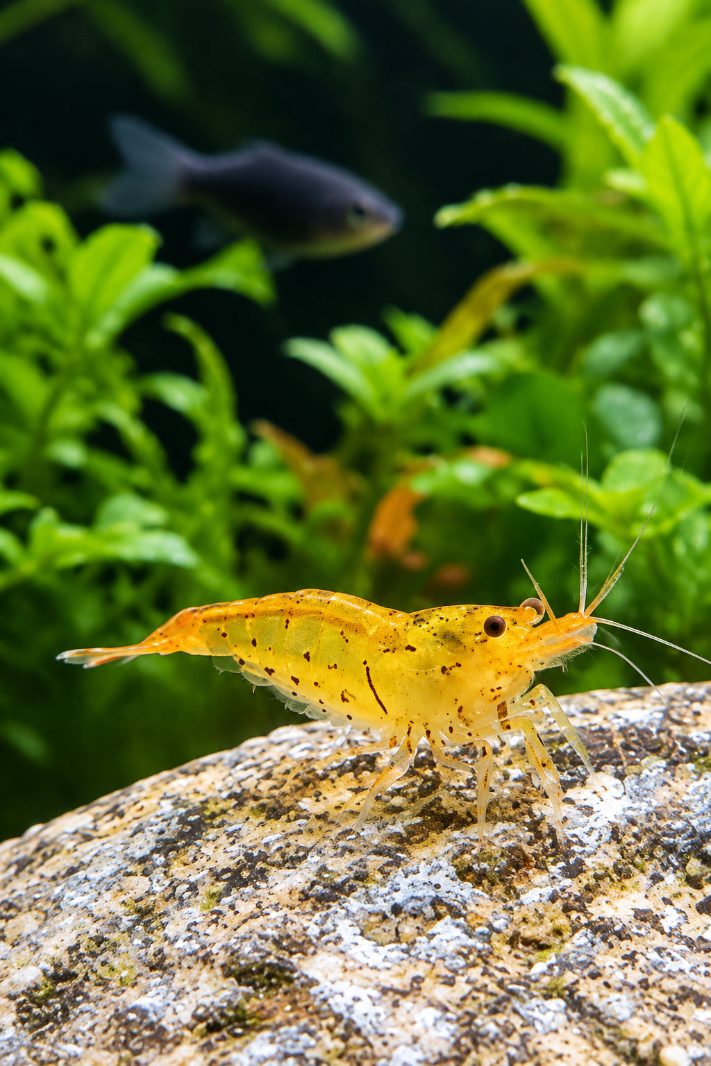 Tragende Goldene Tigergarnele
