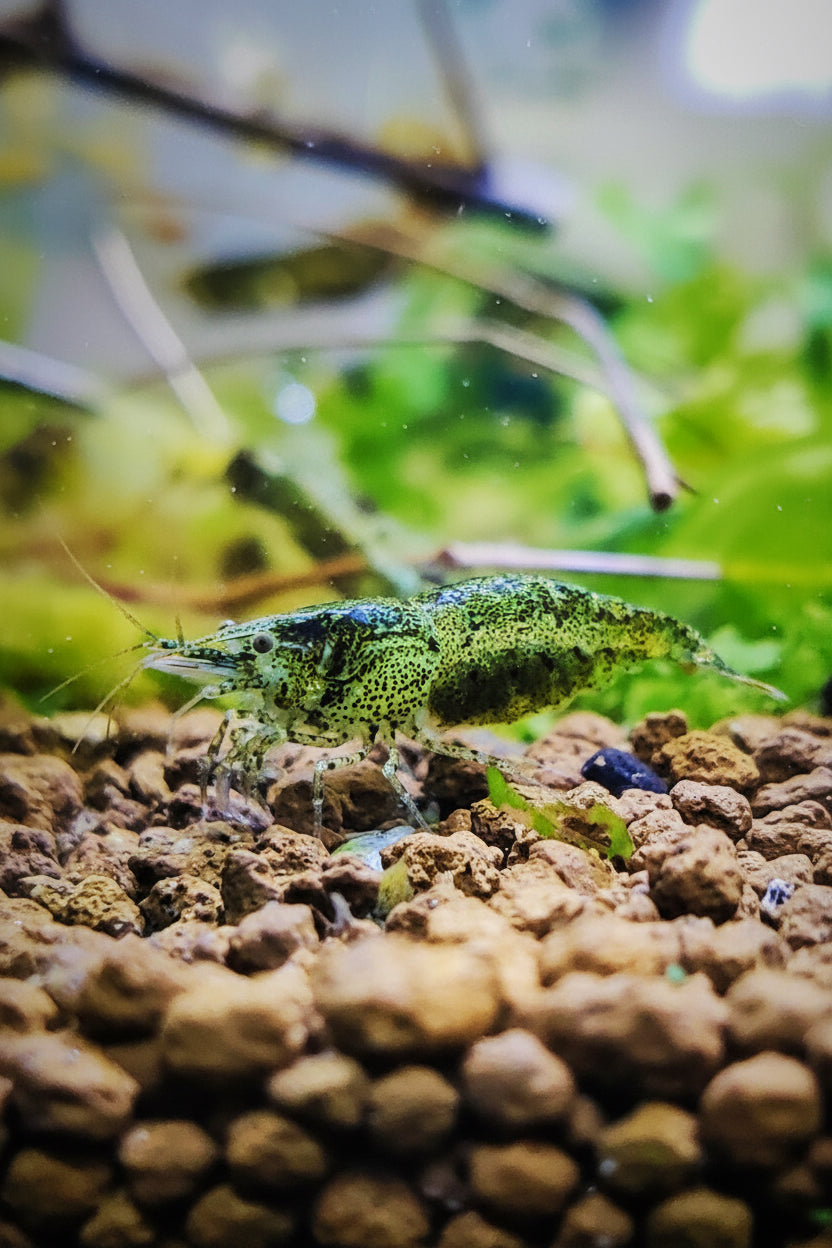 Tragende Sulawesi Inlandsgarnelen - Algenfresser - Caridina pareparensis parvidentata