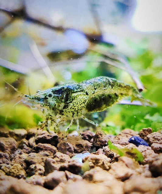 Tragende Sulawesi Inlandsgarnelen - Algenfresser - Caridina pareparensis parvidentata