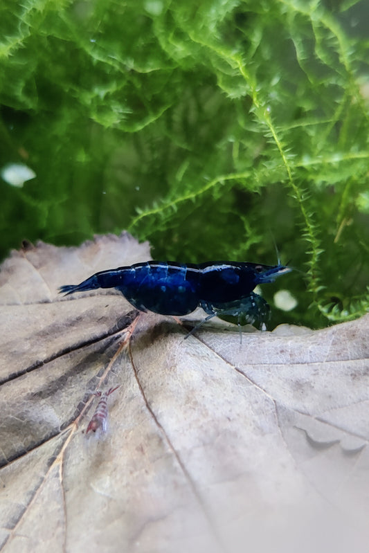 Tragende Blue Dream Garnelen - Neocaridina