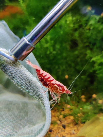 Red Boa Garnele kaufen – Caridina Hochzucht | Garnelenglück