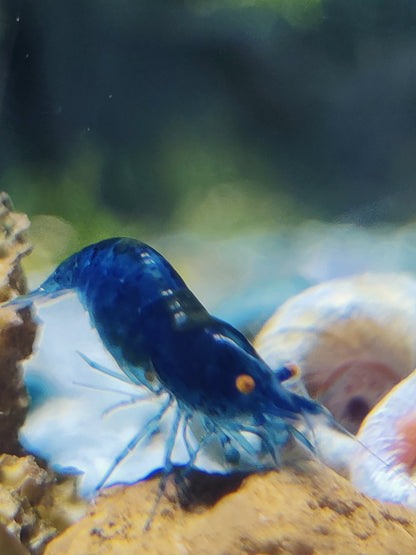 Tragende Blue Dream Orange Eyes (OE) Garnelen - Neocaridina