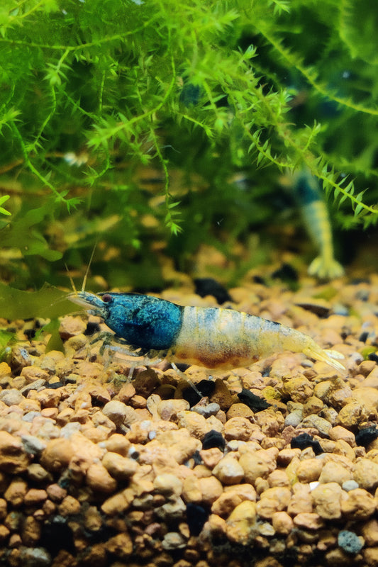 Tragende Steel Blue Garnelen - aus Skyfish Boa Stamm - Caridina