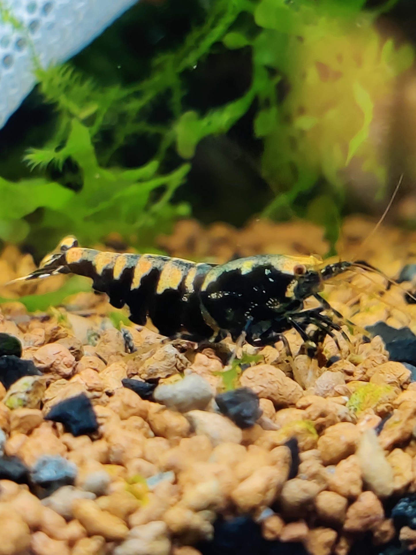 Tragende Black Pinto Galaxy/Fishbone