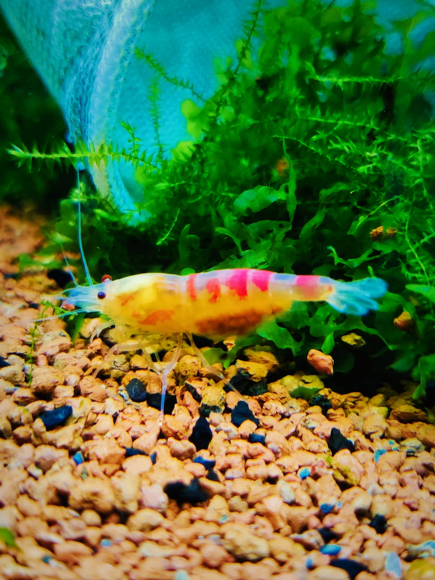 Tragende Golden Dragon Bee / Red Calceo Bee - Cardidina