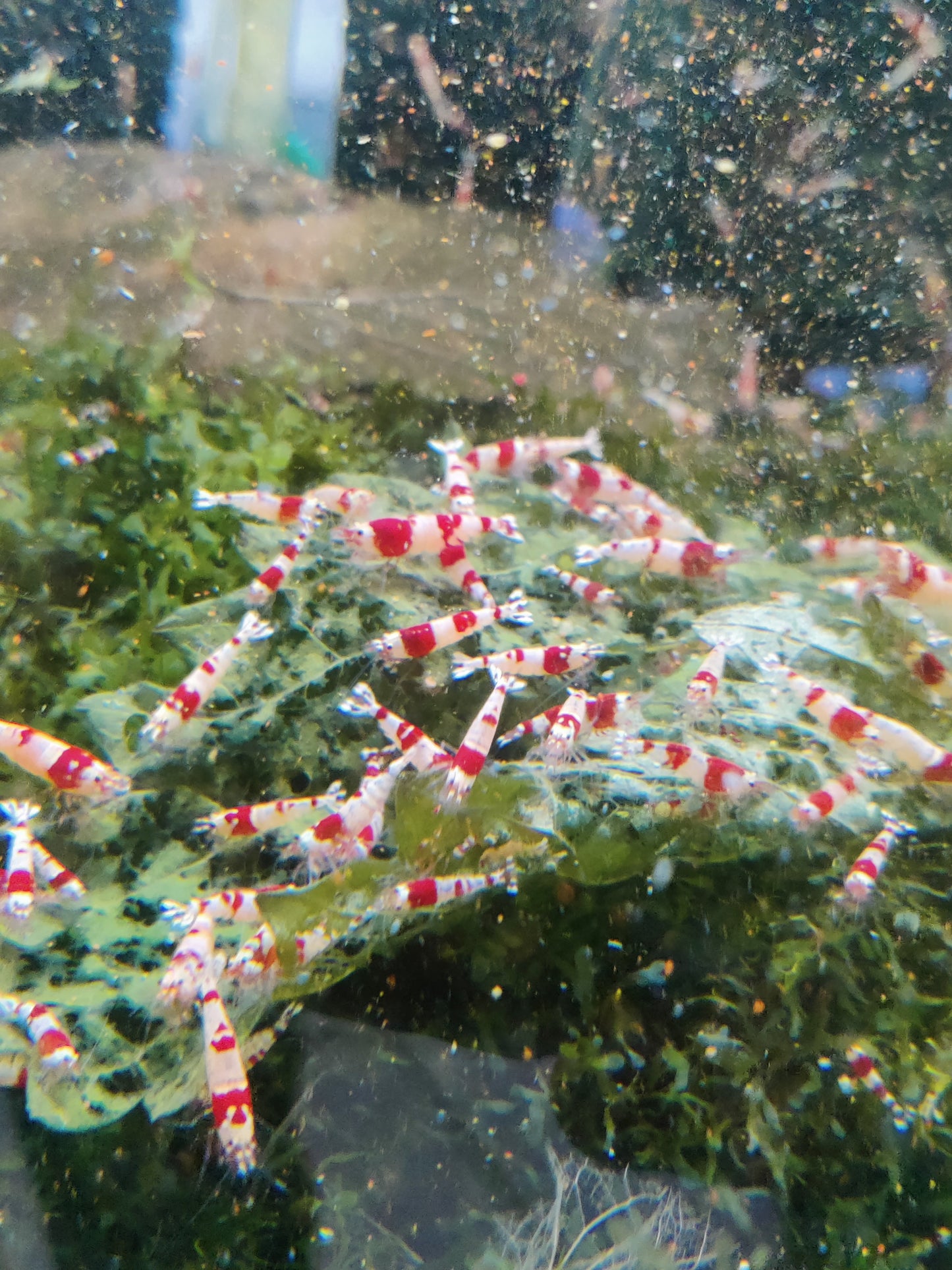Tragende Bienengarnelen - Red & Black Bee - Caridina logemanni