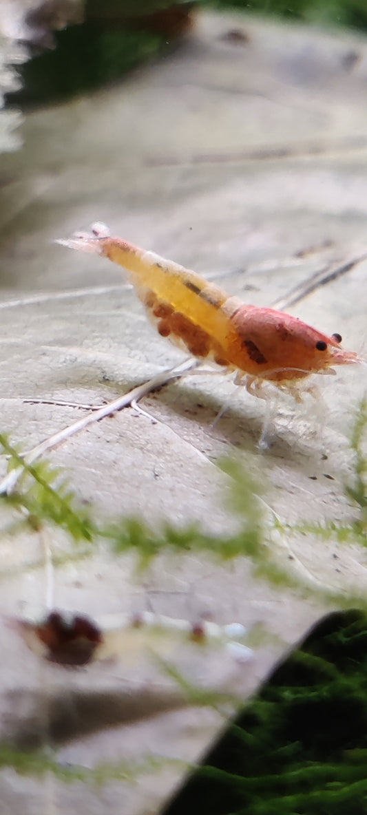 Red Bolt Garnelen - Caridina - 5 Stück