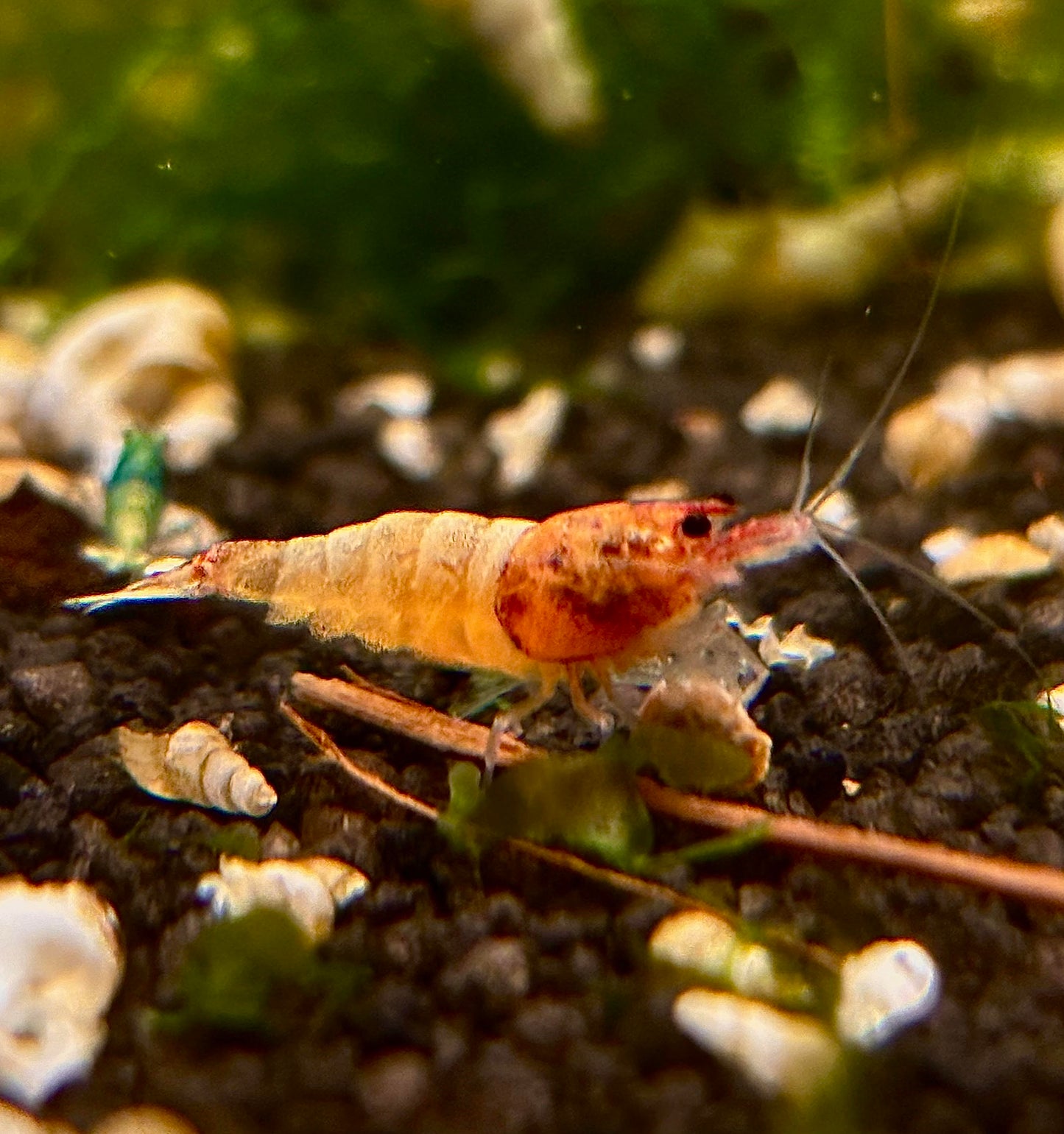 Red Bolt Garnelen - Caridina - 5 Stück