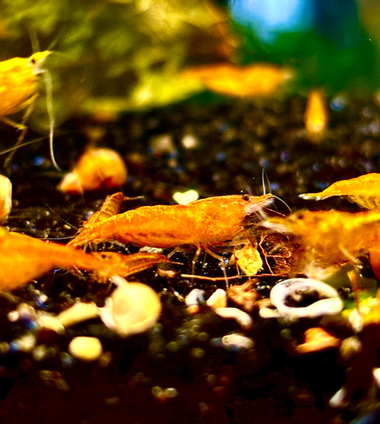 Orange Sakura Garnelen - Neocaridina - 5 Stück