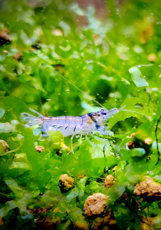 Sulawesi Inlandsgarnelen - Algenfresser - Caridina pareparensis parvidentata